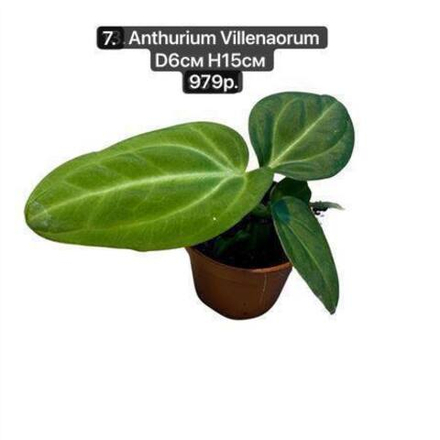 07. Антуриум Вилленаорум (Anthurium Villenaorum) D6см Н15см