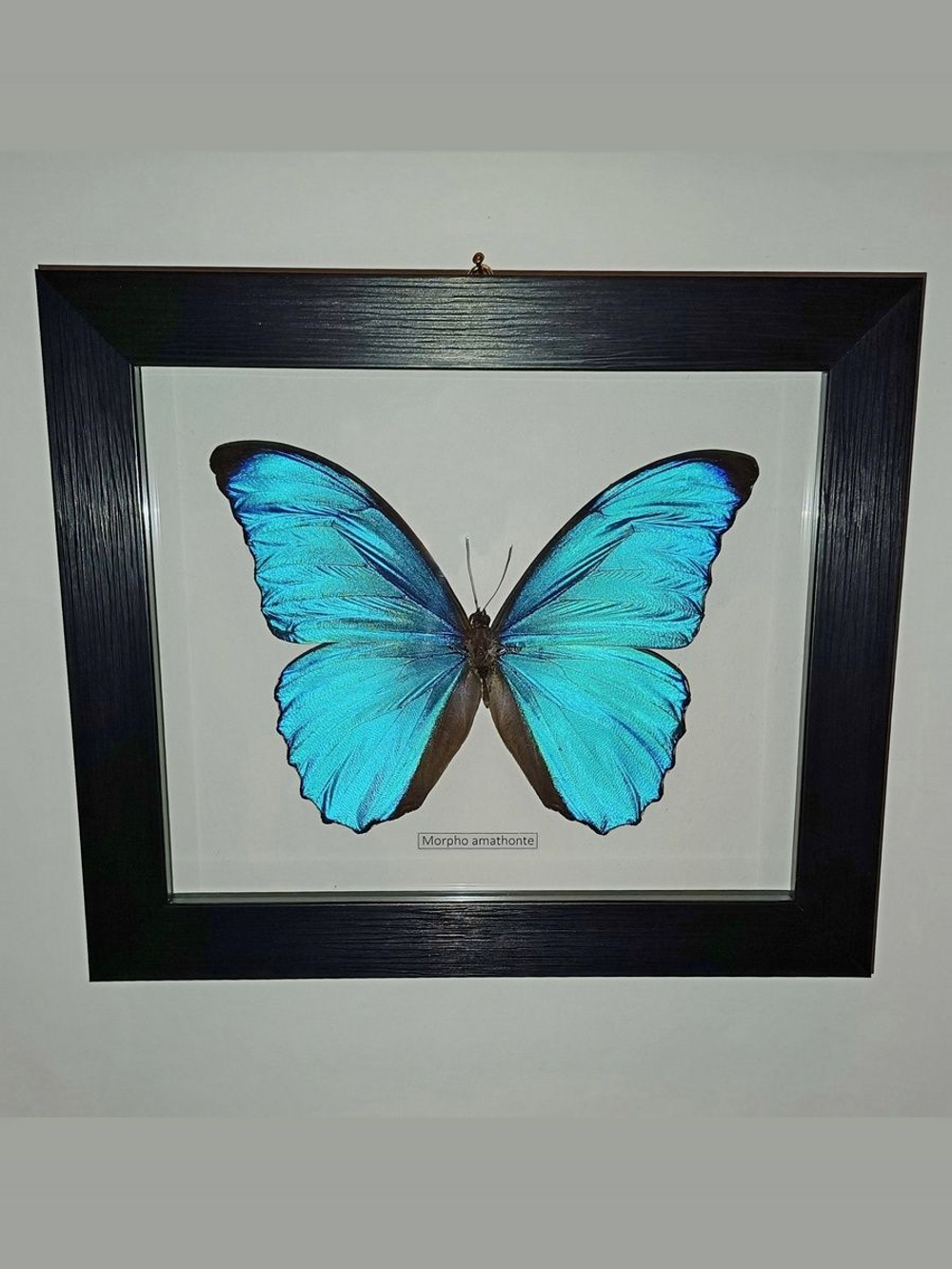 Бабочка Morpho amathonte в рамке