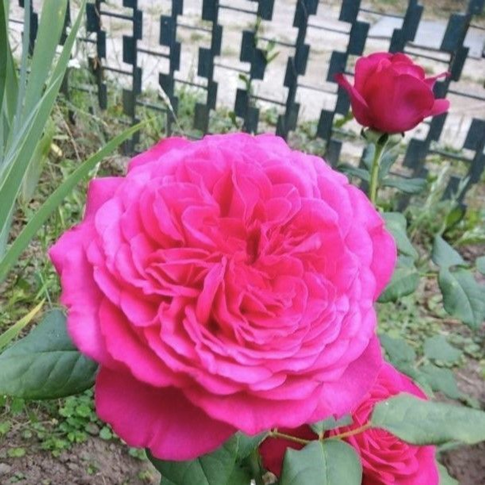 Роза Иоганн Вольфганг Фон Гете саженец с ЗКС.