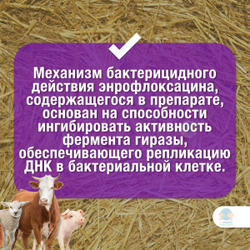 Энромаг 5%, антибактериальный раствор для инъекций, 20 мл. Энрофлоксацин.