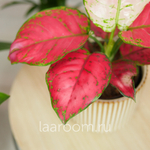 Аглонема Ред Джой 12/35