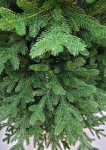 Ель искусственная «Доминика» (Литая хвоя) 185 см / 1,85 м