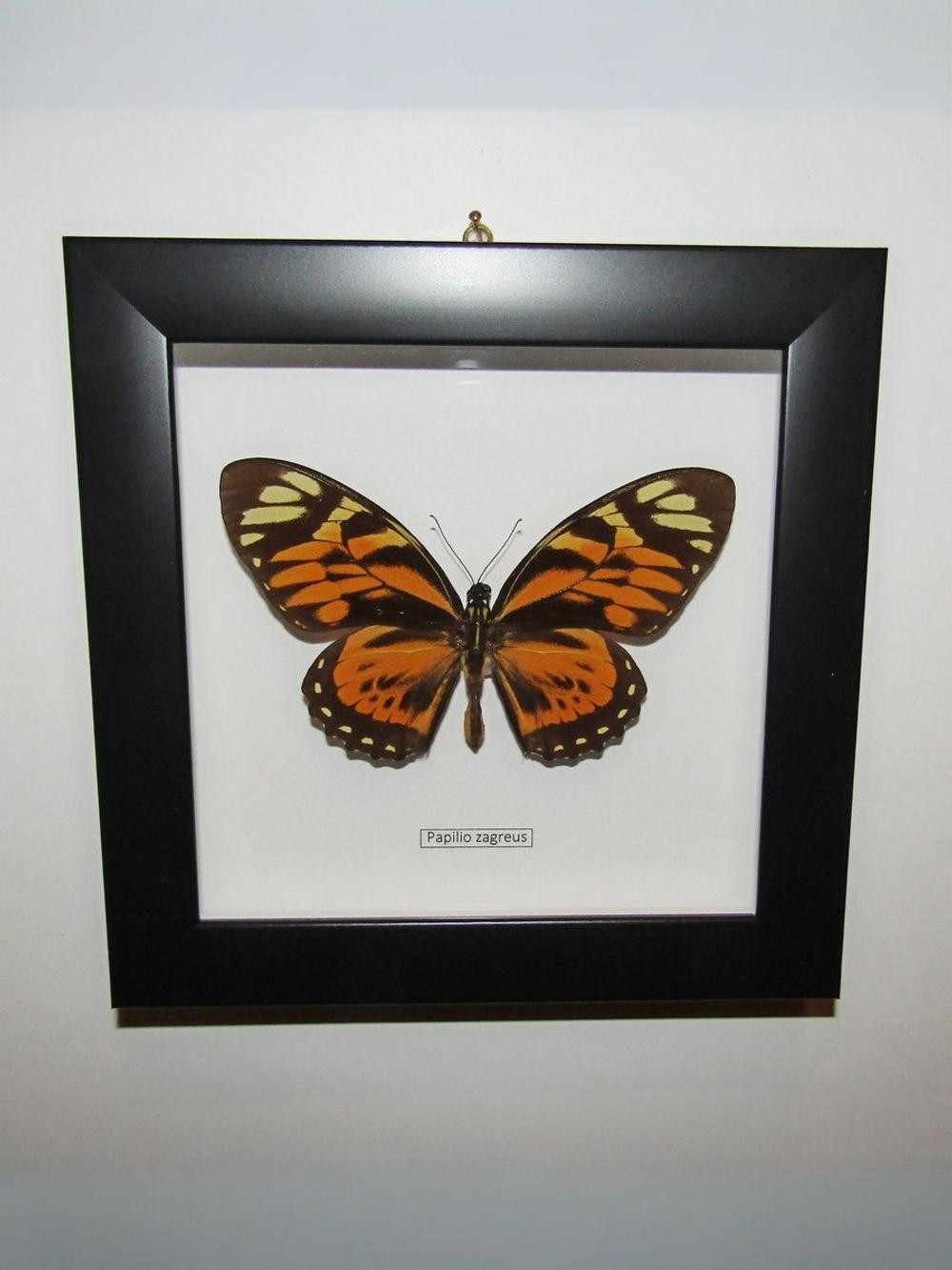 Бабочка Papilio zagreus в рамке