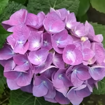 «Фаболо Блю» («Fabolo blue»)С3