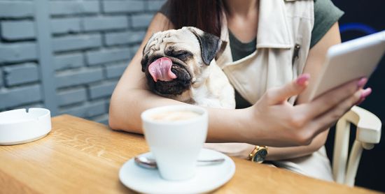 Dog-friendly / pet-friendly Сочи