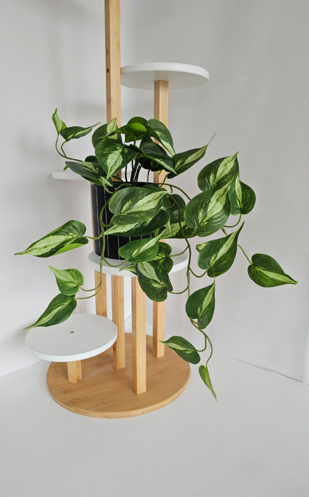 Сциндапсус / Арт 4273