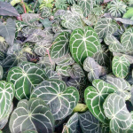 Антуриум CRYSTALLINUM