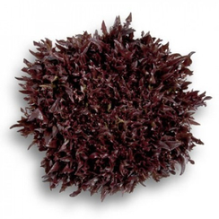 Винтекс семена салата хрустящего с сильно рассеченным листом (Rijk Zwaan / Райк Цваан)