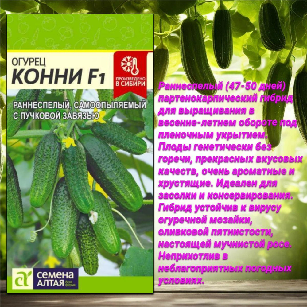 Лучшие сорта самоопыляемых гибридов огурцов. Семена Алтая