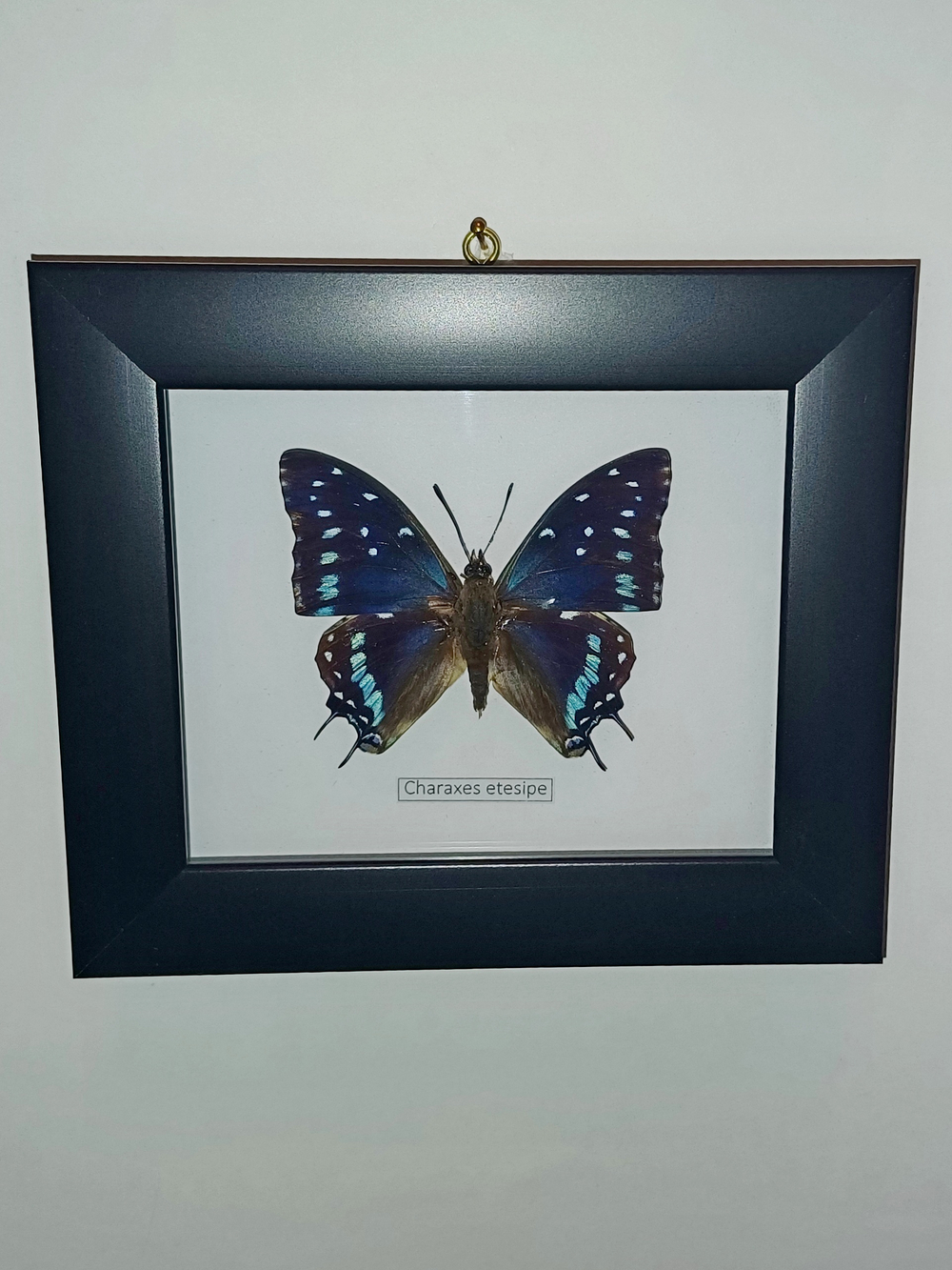 Бабочка Charaxes etesipe в рамке