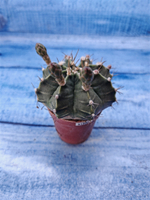 Gymnocalycium Friedrichii (Гимнокалициум)