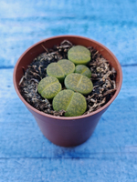 Lithops sp. (Литопсы)