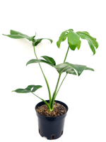 Филодендрон (MIX)