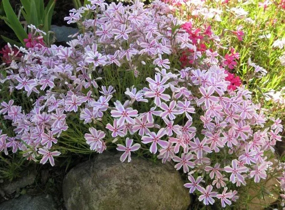 Флокс шиловидный Кэнди Страйпс Р9 Закупка М36 получение май-июнь 2026