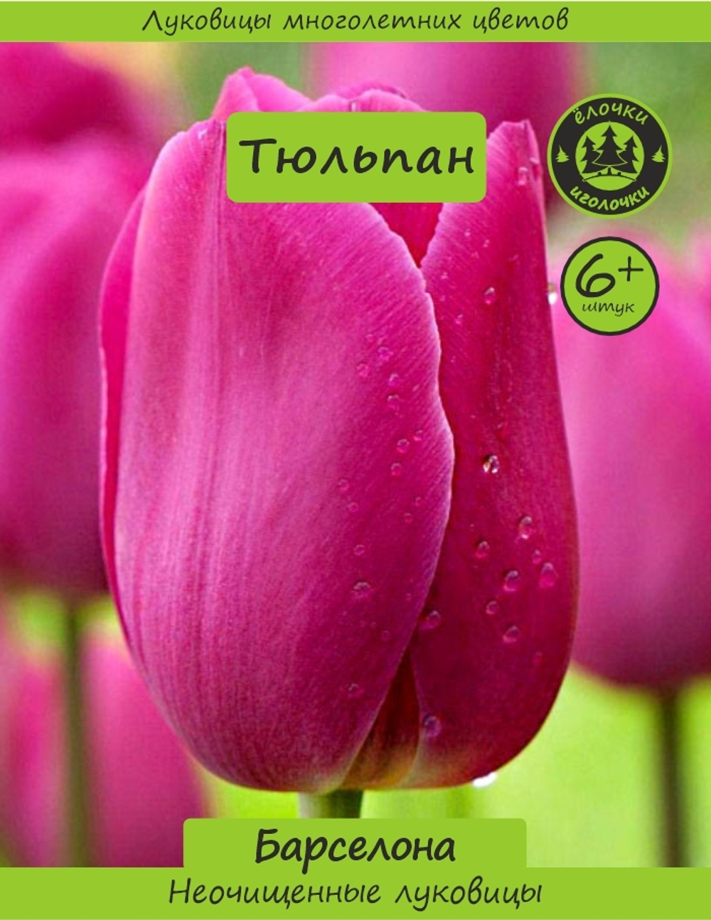 Тюльпан Луковица, Барселона, 6+ шт
