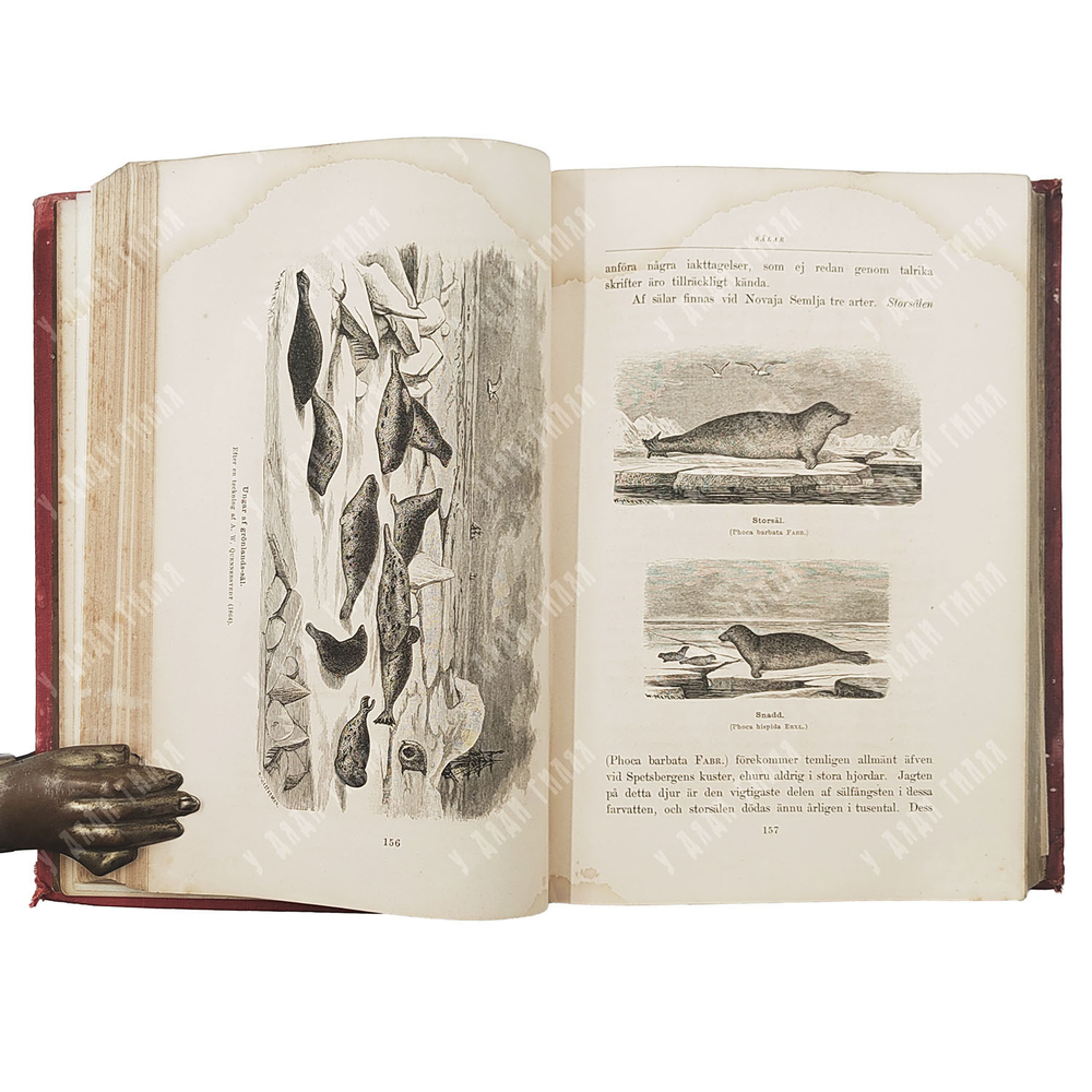 Норденшёльд А. Э. Путешествие на пароходе «Вега» / Nordenskiöld A. E. Vegas Färd Kring. 1880.