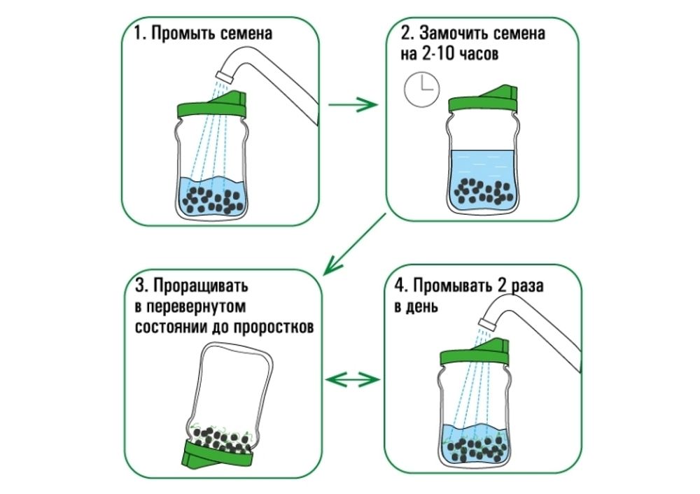 Проращиватель