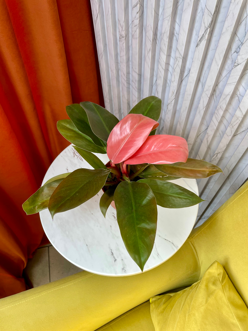 Филодендрон Пинк Конго, D11см Н35см, 1шт, Китай