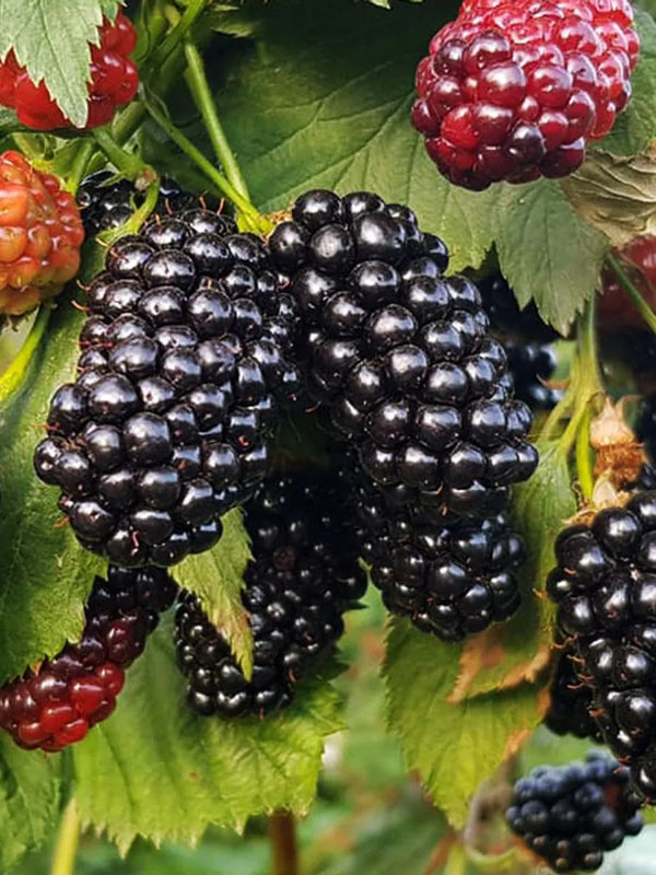 Ежевика "НАТЧЕЗ"