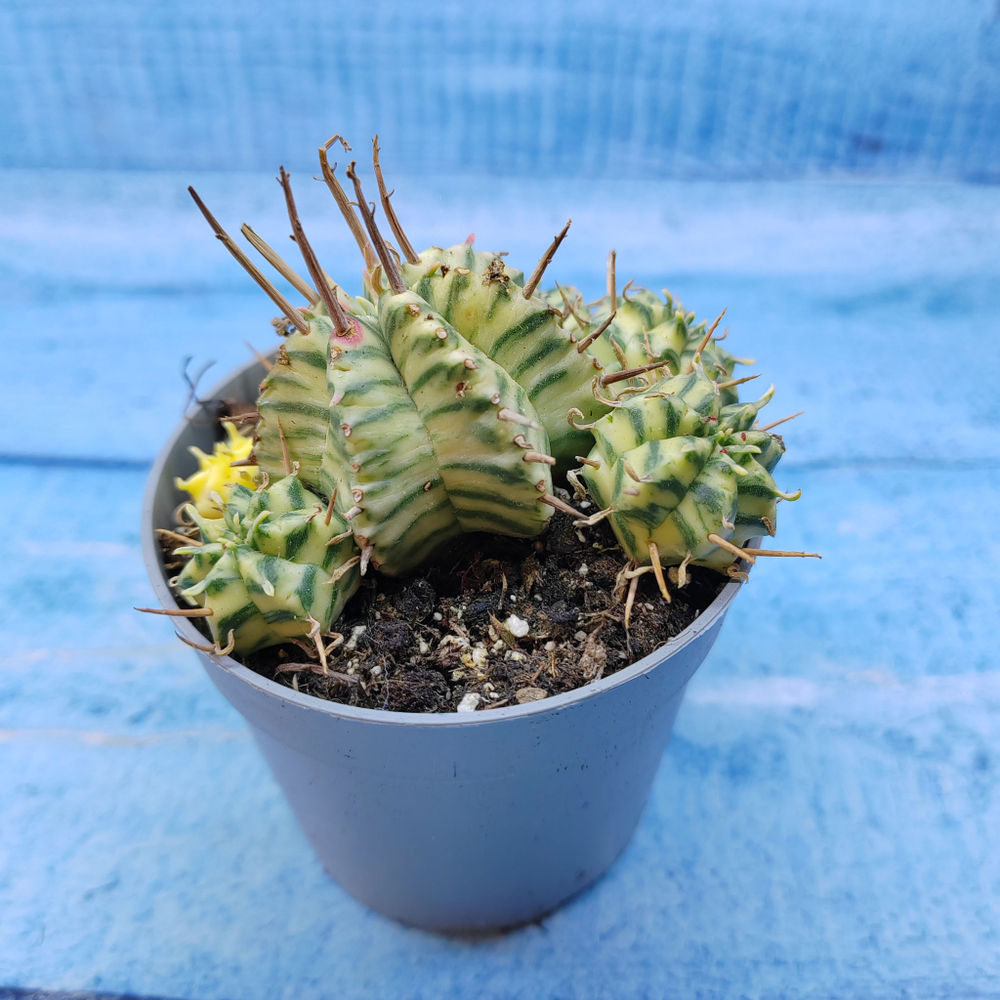 Euphorbia meloformis f. Variegated (Эуфорбия вариегатная)