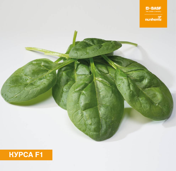 Курса F1 семена шпината (Nunhems / Нюнемс) продукт – фото 1