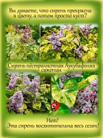 Сирень Аукубафолия пестролистная вариегатная золотистая