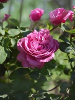 Роза чайно-гибридная Клод Брассер