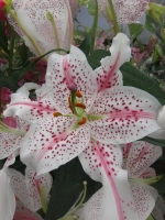 Лилия Мускадет (Восточный гибрид)