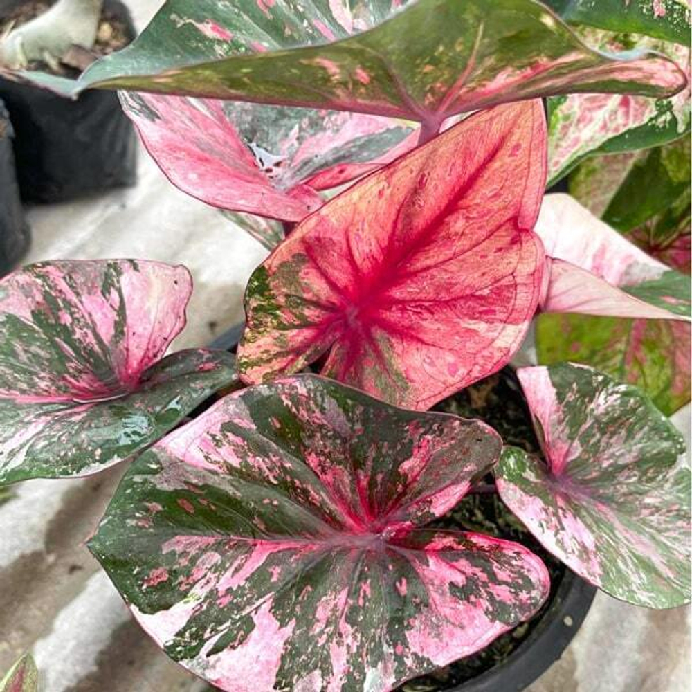 Каладиум MANEE LOM PHET PHLAENG