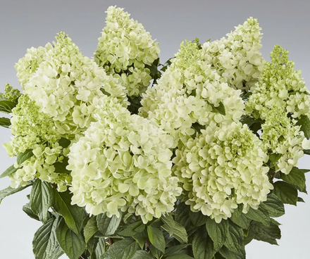 Гортензия метельчатая Панорама в контейнере 0,5л