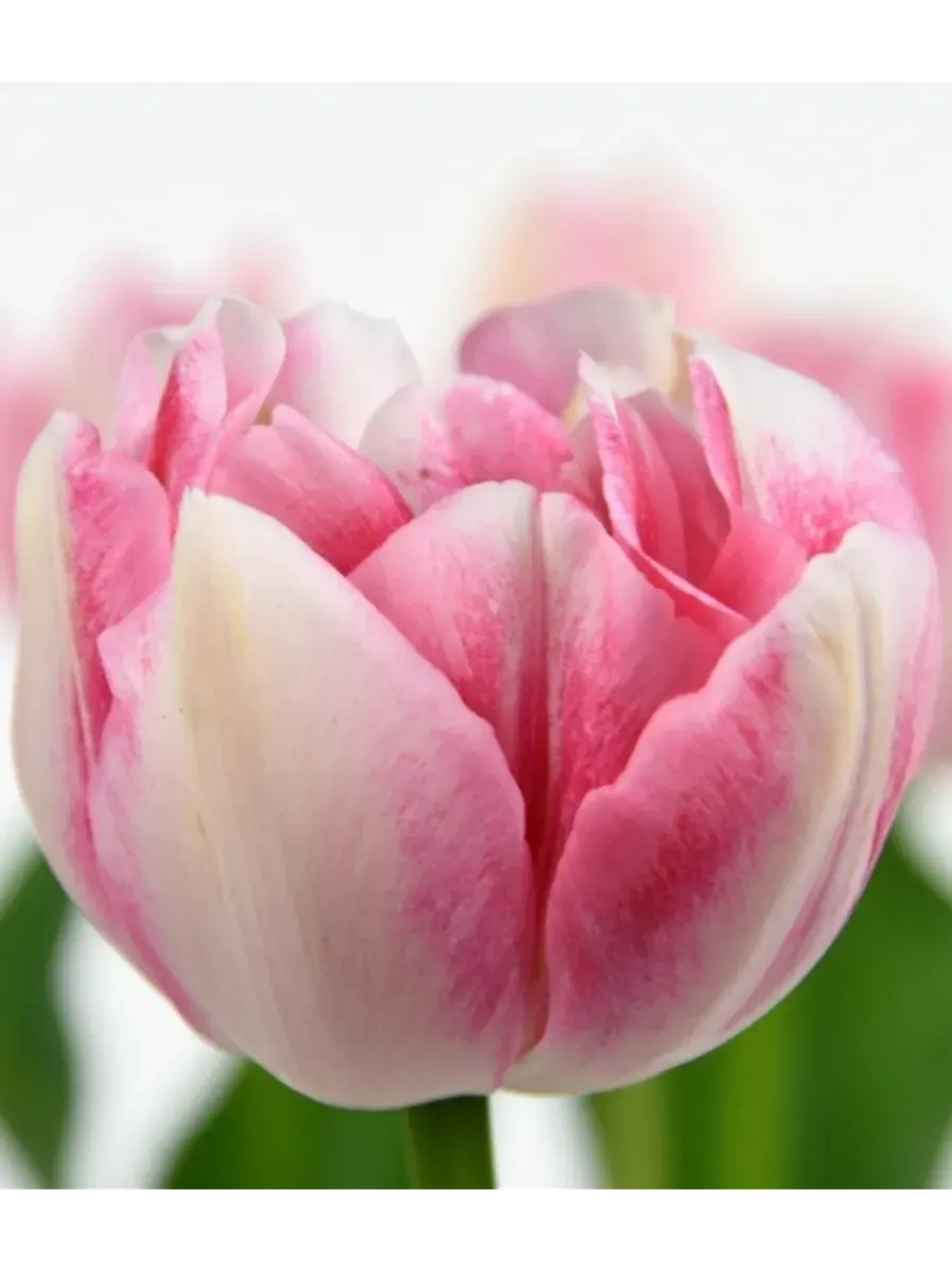 Тюльпаны пионовидные,луковицы 12+ FINOLA бело-розовые (3 шт)