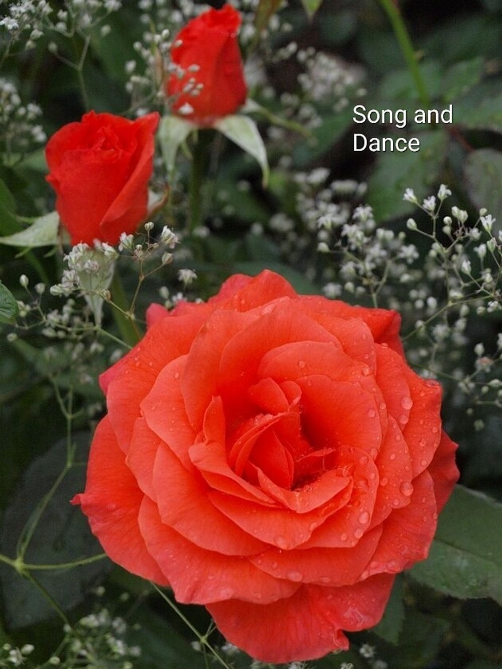 Сонг Энд Дэнс (Song And Dance)