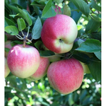 Яблоня Грушовка Московская