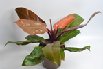 Филодендрон Принц Оф Оранж / Philodendron Prince of Orange