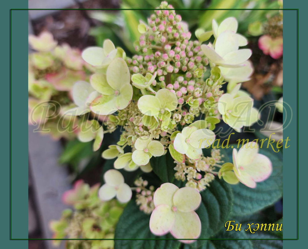 Гортензия метельчатая Жемчужина Фестиваля ( Hydrangea paniculata 'Romantic Ace' = 'Perle de Festival')