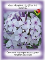 Флокс Голубой лед Блу Айс метельчатый