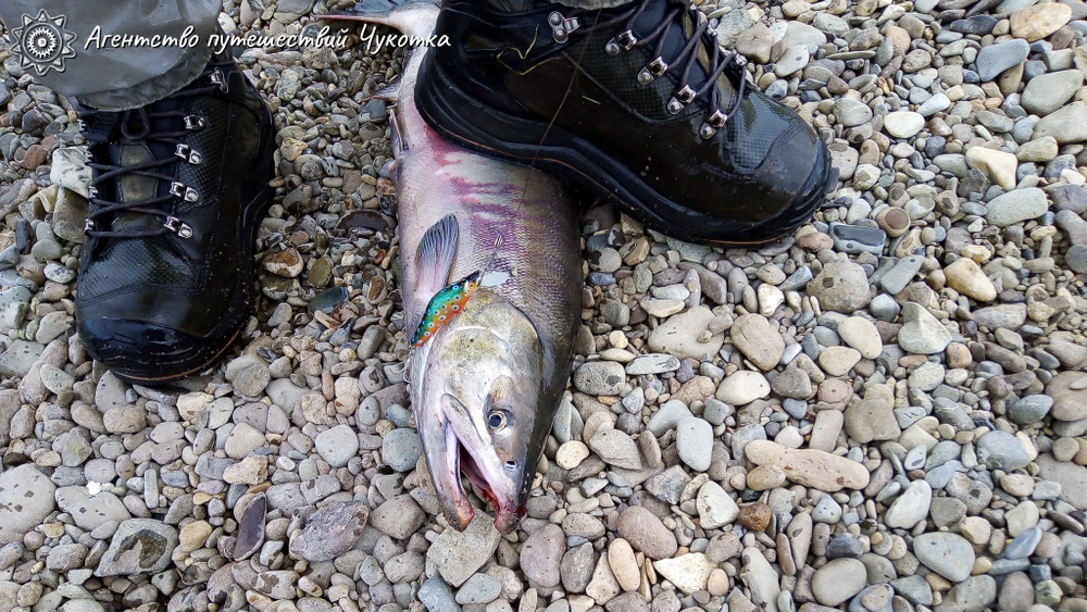 Озеро Красное - трофейная рыбалка в центральной Чукотке