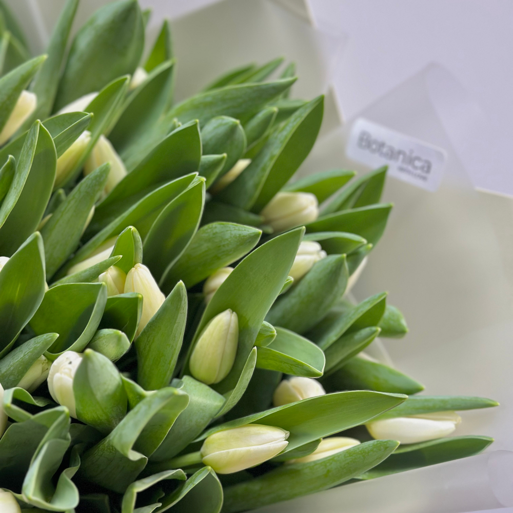 Букет из 51 хрустящего белого тюльпана  1084