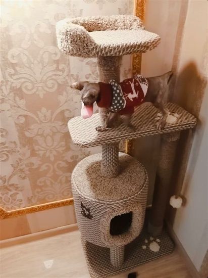 Когтеточка Д-21