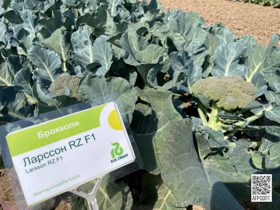 Ларссон F1 семена капусты брокколи (Rijk Zwaan / Райк Цваан) в поле – фото 8