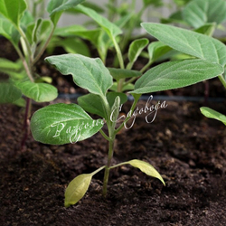 Баклажан Черный опал (цена за 6шт)