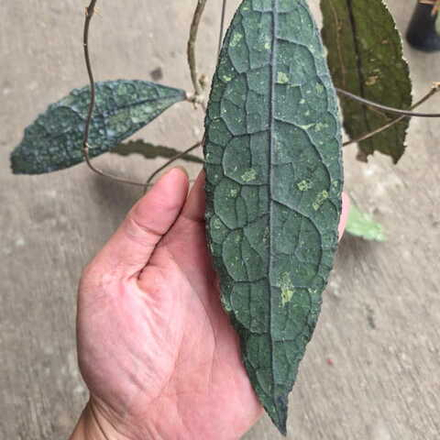 Хойя CLEMENSIORUM BLACK LEAF