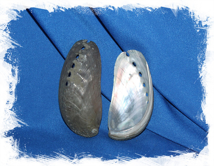 Галиотис Асинина, 7-9см, 1шт