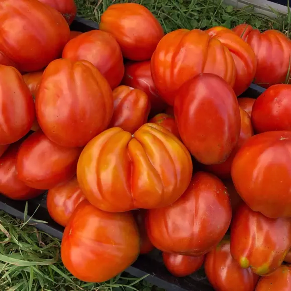 Великан из Ротонда GIGANTE DI ROTONDA