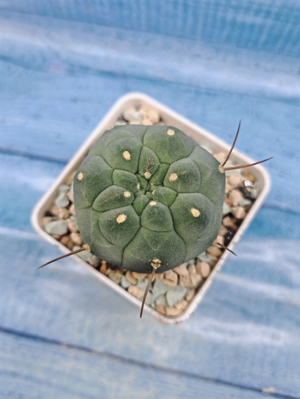 Matucana Madisoniorum (Матукана)