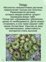 Молодило известковое Пестрый ковер каменная роза многолетник