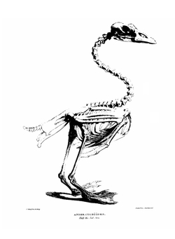 Supplement to Osteologia Avium. Or, A sketch of the osteology of birds | Thomas Campbell Eyton