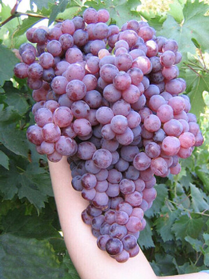 Виноград Кишмиш Ваткана 1шт