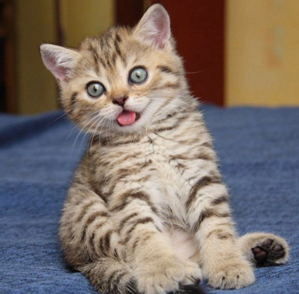 Кошки: интересные и загадочные факты