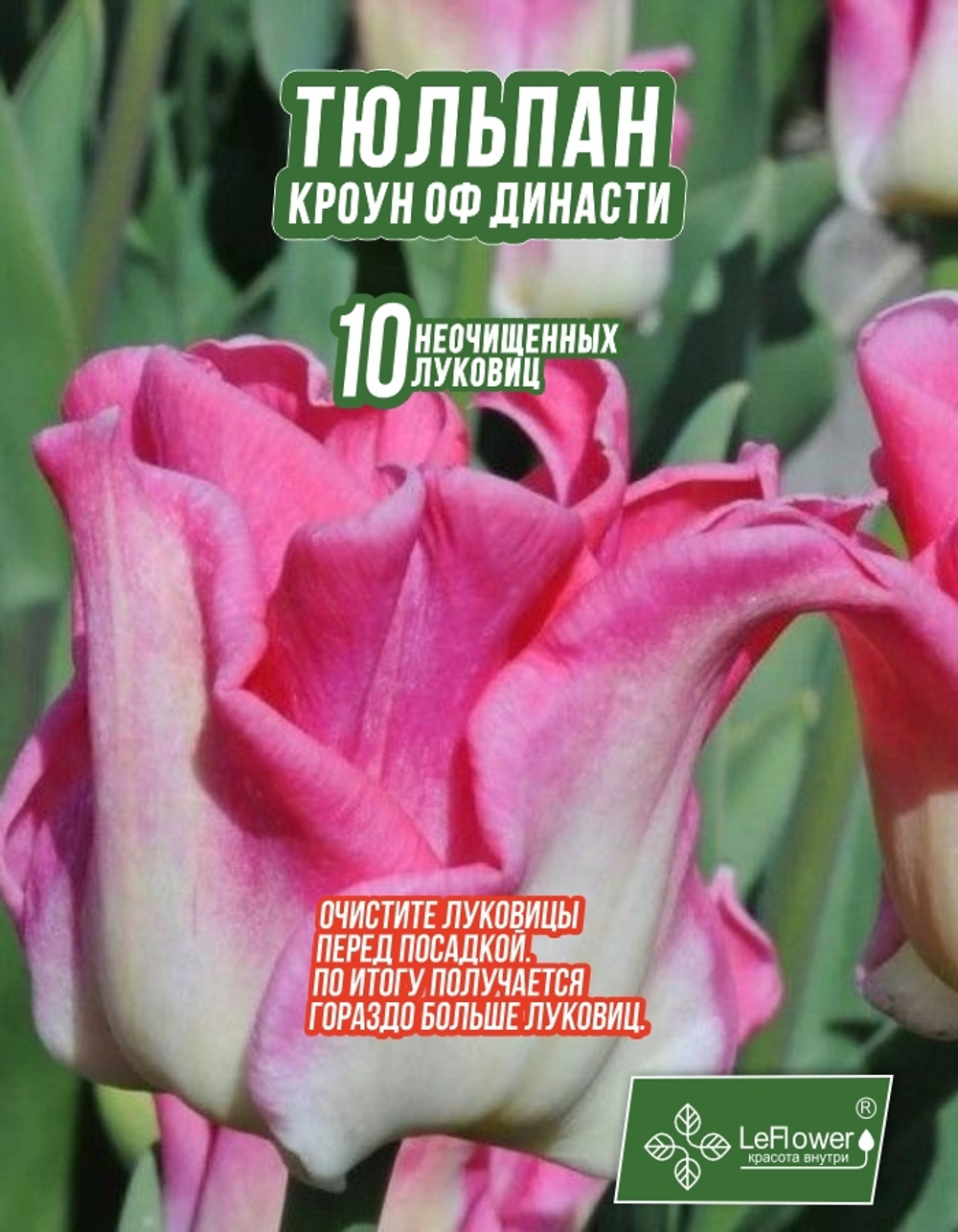 Тюльпан Луковица, Кроун оф Династи, 10шт